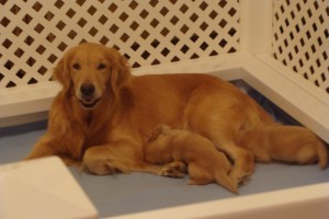 Ripley's True Blood, RN, CCA "Sookie" Loving her new babies