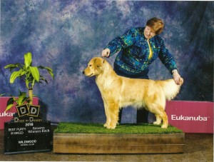 Pardi - February 2018 Best Puppy & RWB